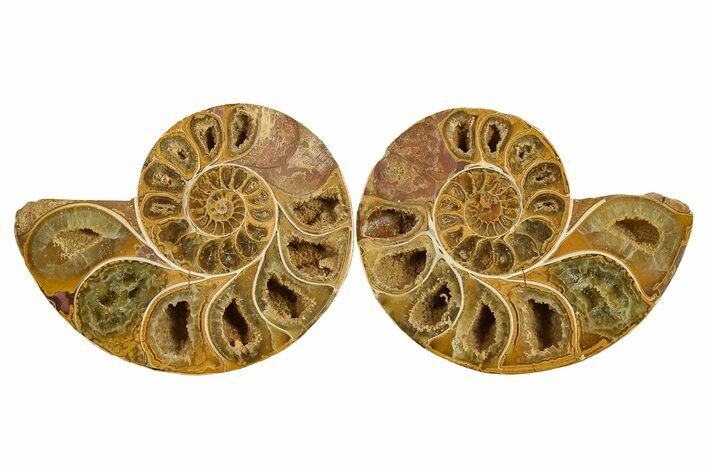 Jurassic Cut & Polished Ammonite Fossil - Madagascar #289378
